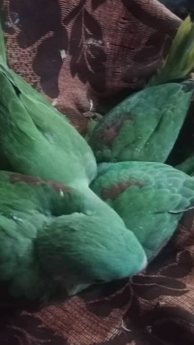 per piece 16 hazar final no behas 03217398887 Whatsapp