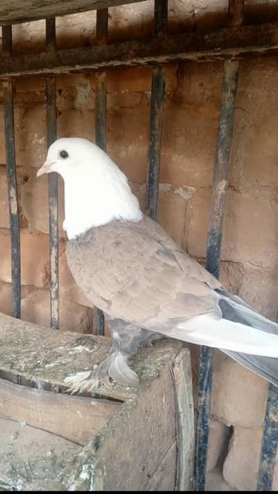 Karblai pegion sentient  and bunny