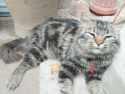 big cat bila gahar  ka  pala  hua