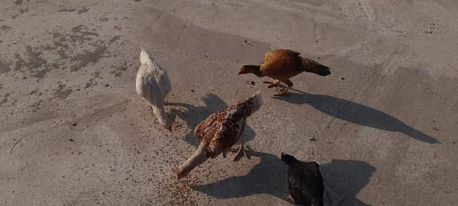 Quality Aseel For Sale