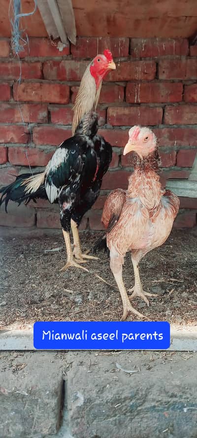 Mianwali aseel chicks age 2 months and 17 days 03127848370