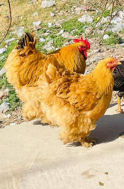 Heavy Buff young and healthy pair