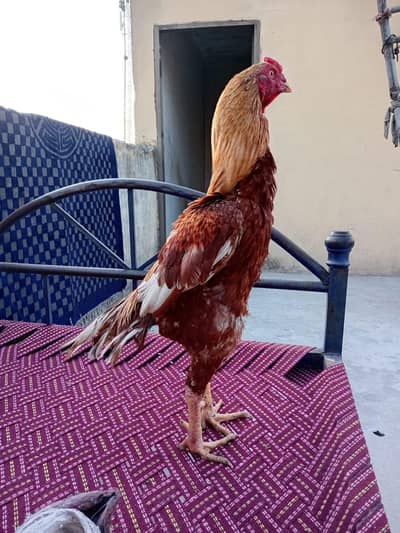 miawali aseel murgha