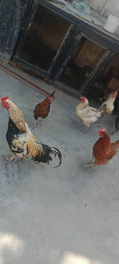 4 hens and one cock