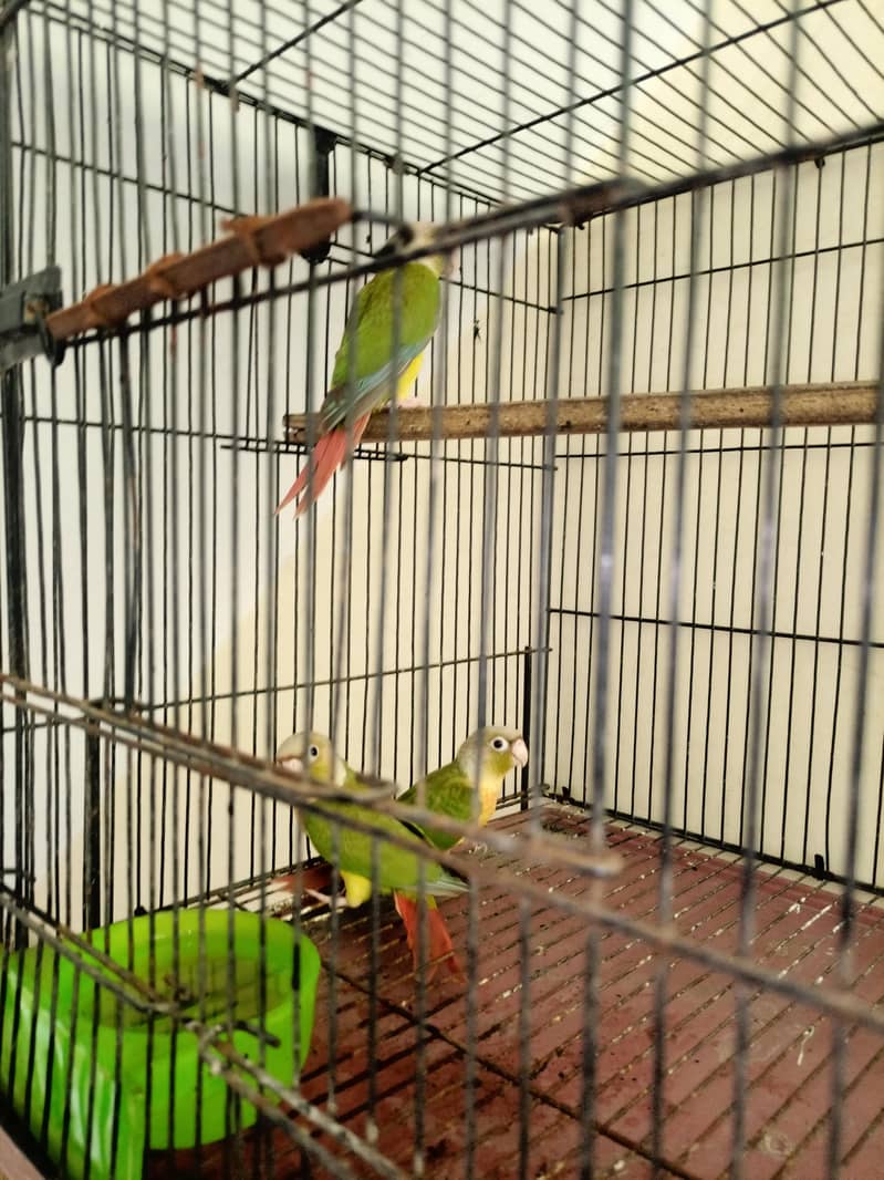 Pineapple conour red factor. 0