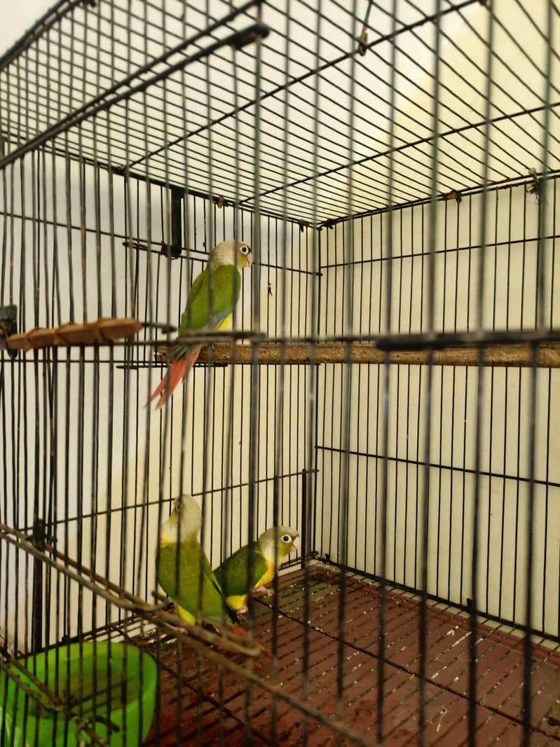 Pineapple conour red factor. 1