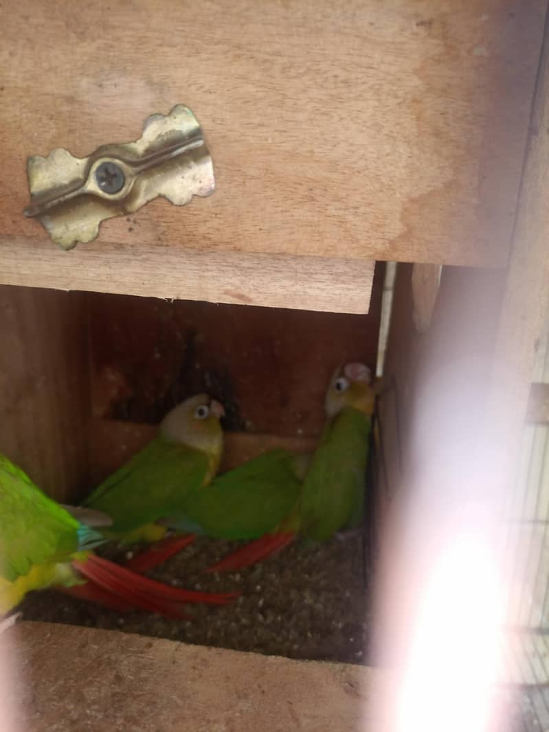 Pineapple conour red factor. 2