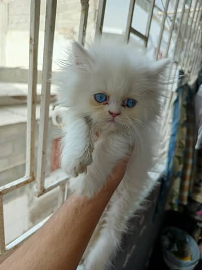 MALE. BLUE EYES