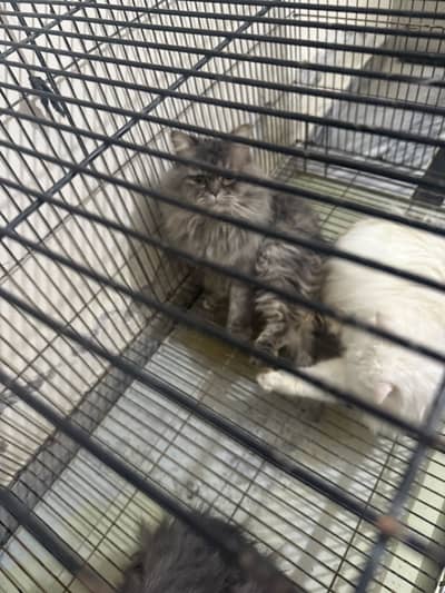 Male and female Cat available