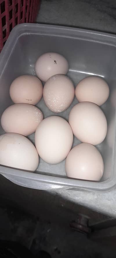 Desi misri and lohman brown fertile eggs