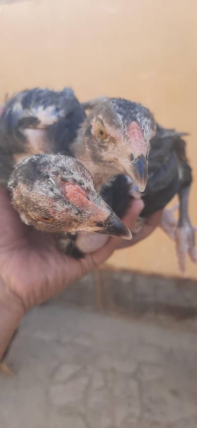 Aseal quality chicks available for sale.