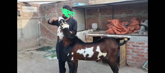 nagra bakra/ breeder bakra/ pure nagra bakra /goat