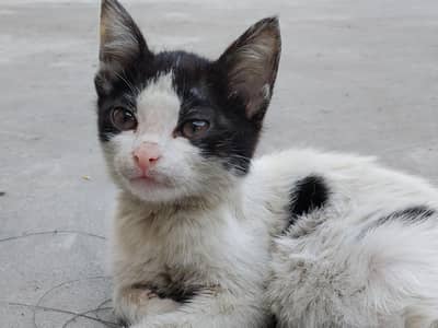 kitten available for adoption