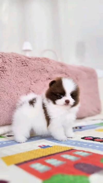 pomeranian puppies dog available for sale in Pakistan