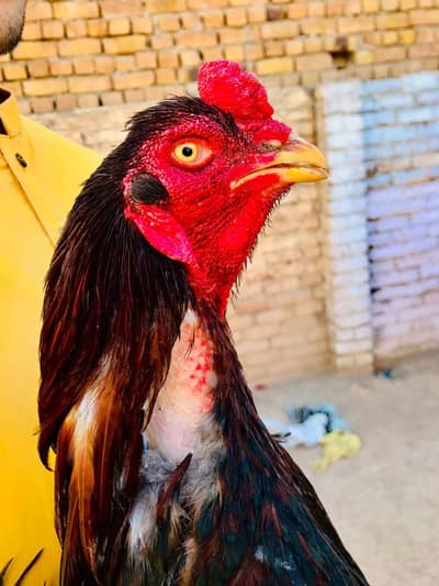 aseel  sifad eye sofad chonch  sofad foot