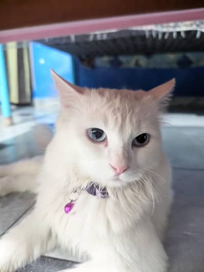 Persian Pair for sale