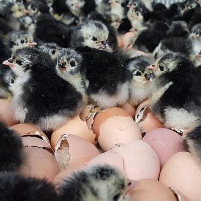 3 Day Old Black Australorp & RIR A+Grade Chicks For Sale – Multan