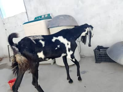 bakri 2 dant bachy Marr gay Hy