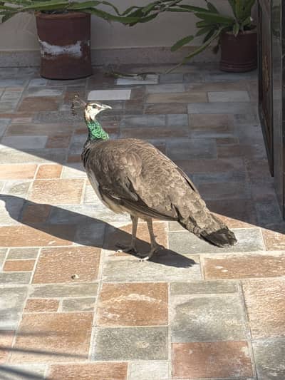 Peahen (moorni)