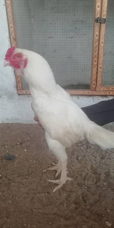 heera miawali patta for sale