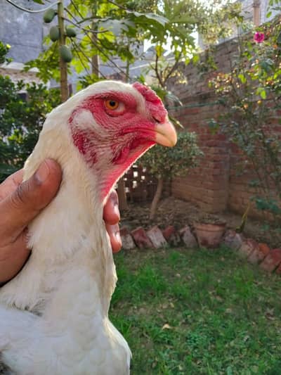 Germen o shamo 2 madiya ha