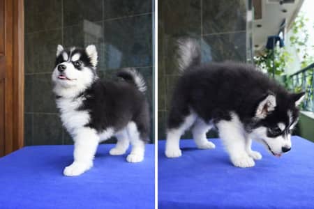 Siberian husky fore sale Whatsapp number 0346.4593804