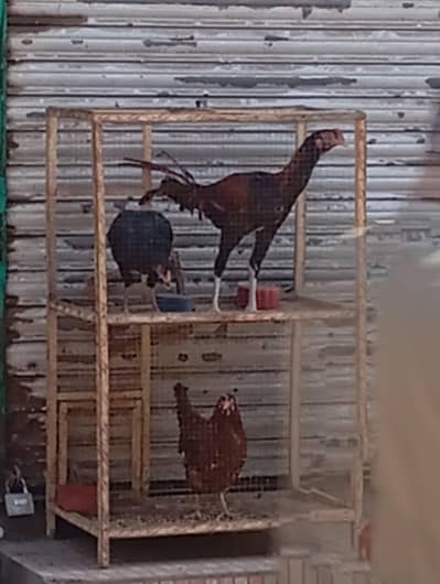 hens and other animals