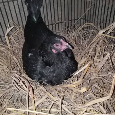 Kudak murgi for sale