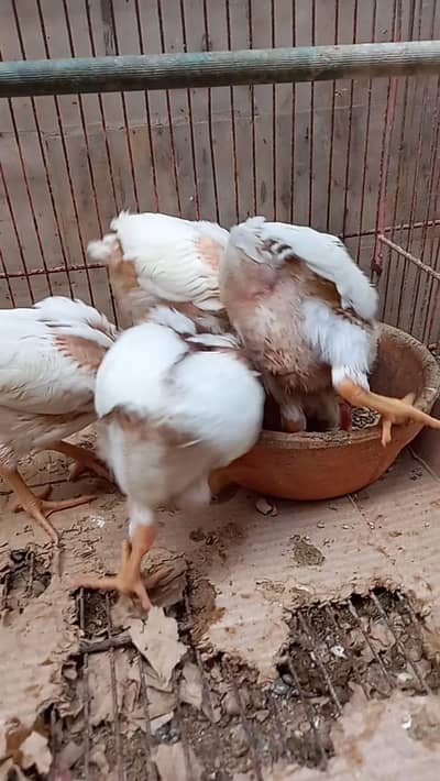 I am selling for hans chicks age 1 month+  . 4 chicks available