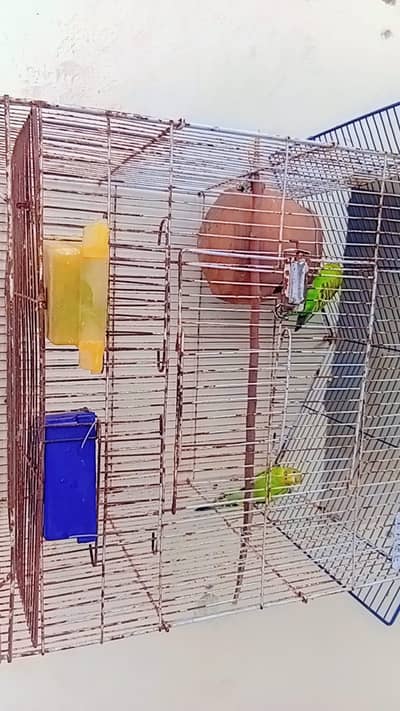 Australian parrot, bajis green parrot for sale