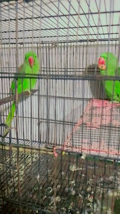 kashmiri raw parrot helthy and happy for sale