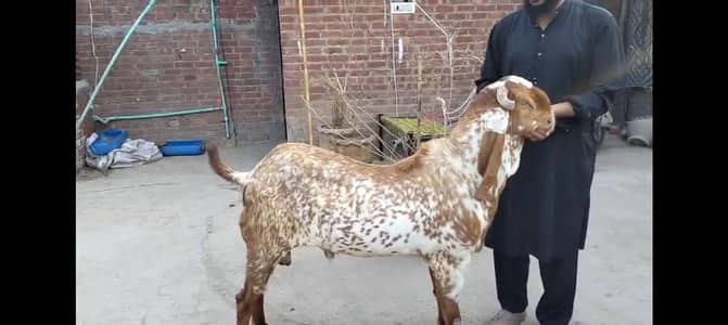 makhi cheeni bakra/breeder bakra/ makhi cheeni bakra/bakra