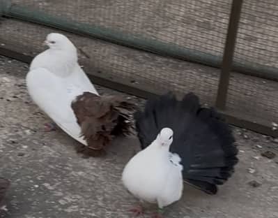 Fantail pigeons pair