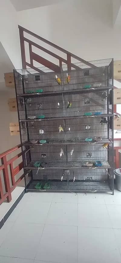 2 cages available (1 master 12 portion and 1 10 portion jahangir cage)