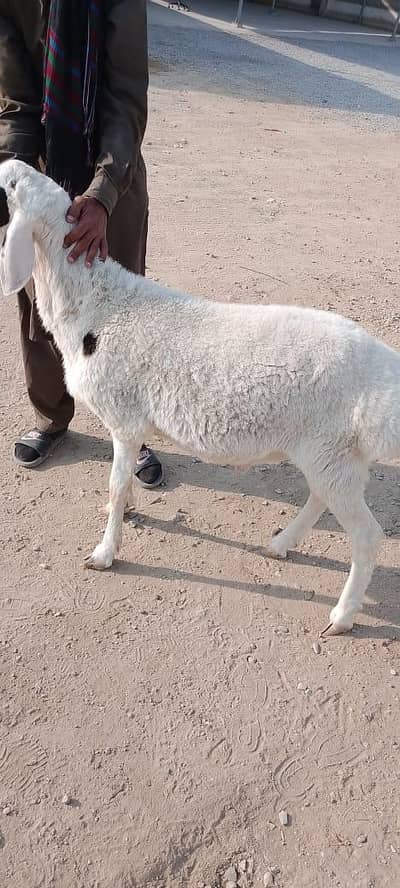 chakki sheep