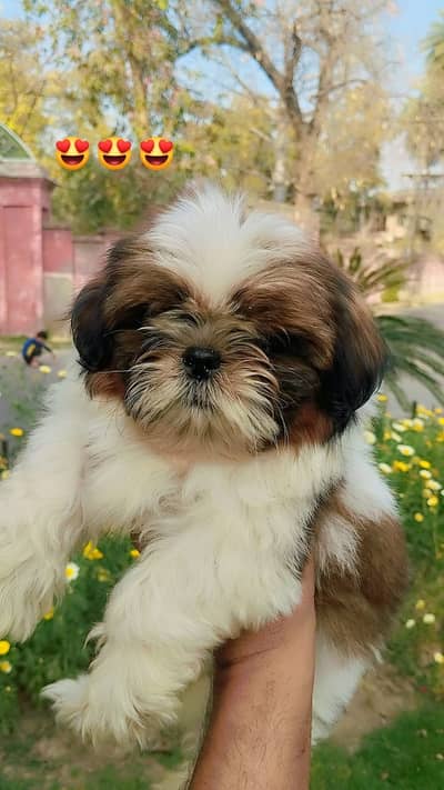 Shihtzu Puppy / Shihtzu Male Puppy/ Shihtzu Available in Lahor