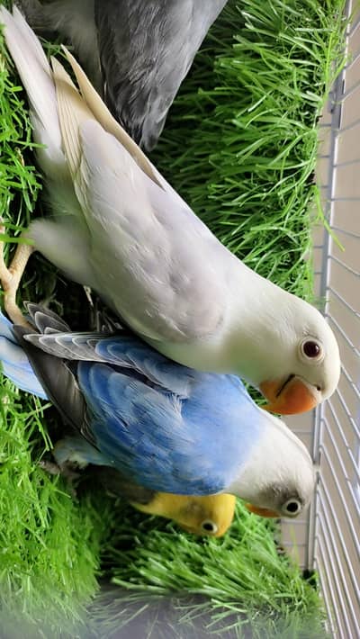 Opline PaleFelow Pathy Opline split PaleFelow