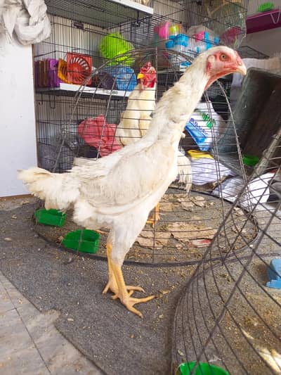 Shamoo Aseel king size female