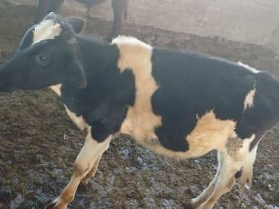 breeder bulls for salen