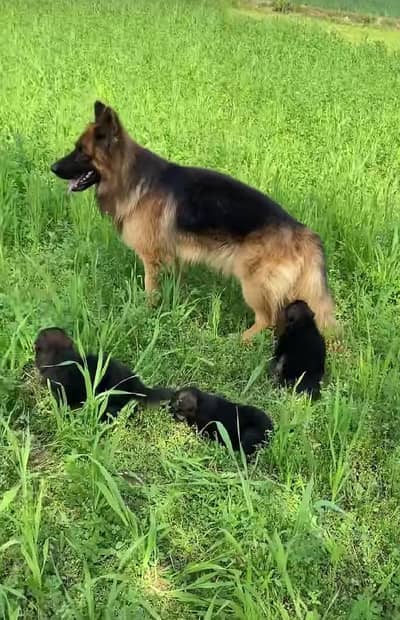 German Shepherd Puppies