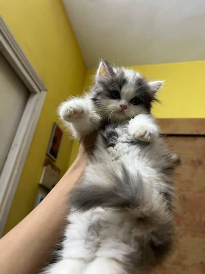 CASH ON DELIVERY (PUNCH FACE TRIPLE COATED IMPORTED KITTENS) HEALTHY