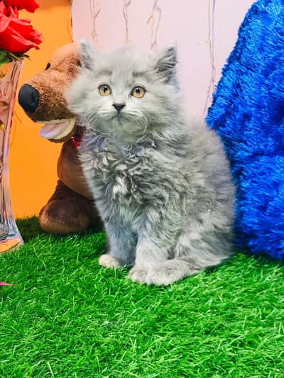 CASH ON DELIVERY (PUNCH FACE TRIPLE COATED IMPORTED KITTENS) HEALTHY