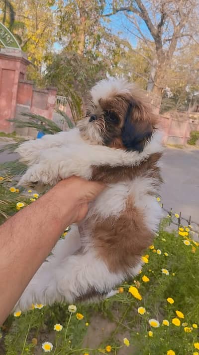 Shihtzu Puppy / Shihtzu Male Puppy/ Shihtzu Available in Lahor