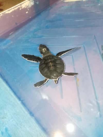Sea Turtle Urgent For Sale