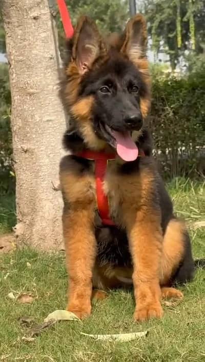 German shepherd puppies  my WhatsApp number 0324528520sewan
