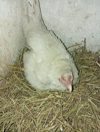 kruk white assel murgi for sale