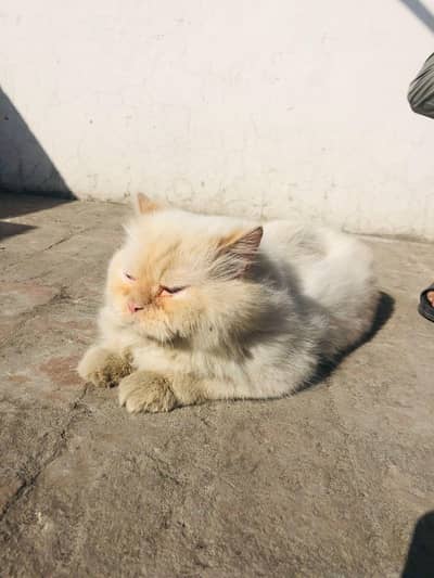 I am selling Persian male Cat  tipal coted write colour age 2 years