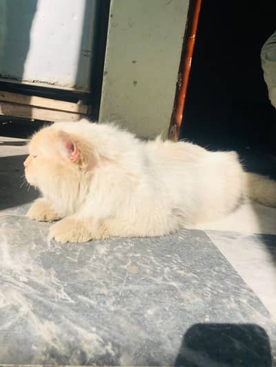 I am selling Persian male Cat  tipal coted write colour age 2 years