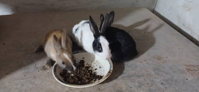 Angora cross rabbits  03214945377 no cargo available