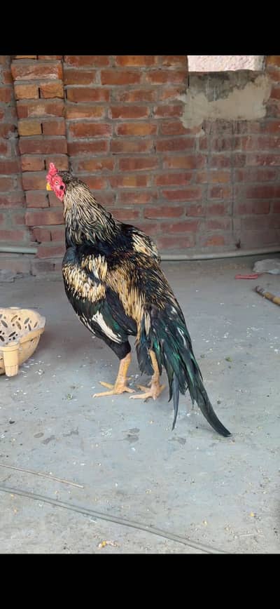 Aseel Murga jora Miawali 100 pure aseeel